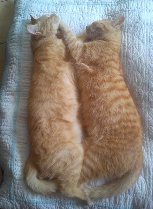 Au Chat Ronfleur Bagnères-de-Bigorre Exteriör bild