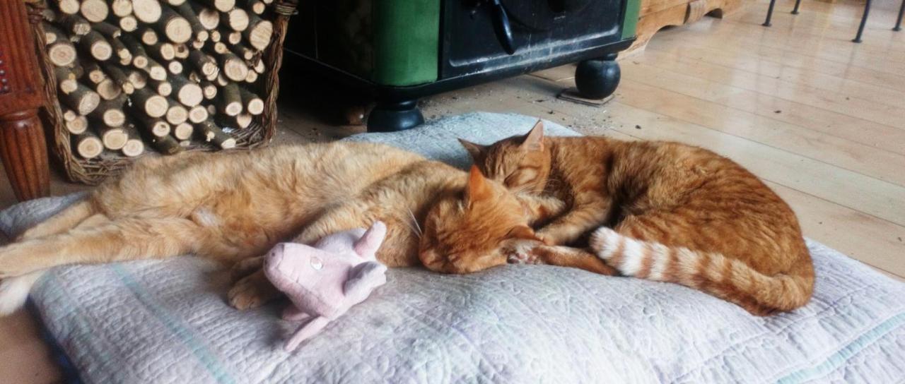 Au Chat Ronfleur Bagnères-de-Bigorre Exteriör bild