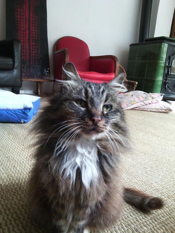 Au Chat Ronfleur Bagnères-de-Bigorre Exteriör bild